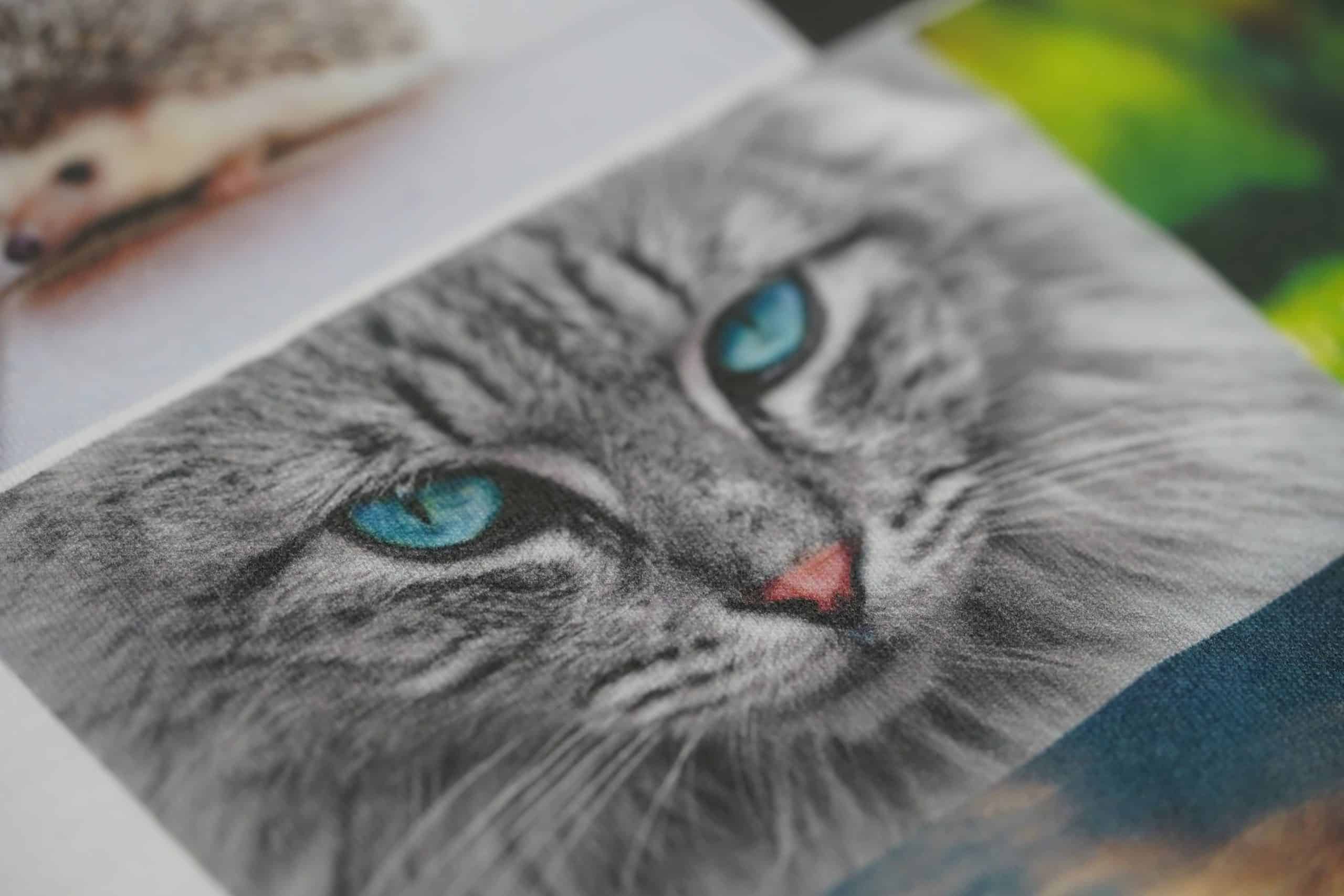 Motiv Katzengesicht mit türkisblauen Augen auf Textil im DTG Direktdruck